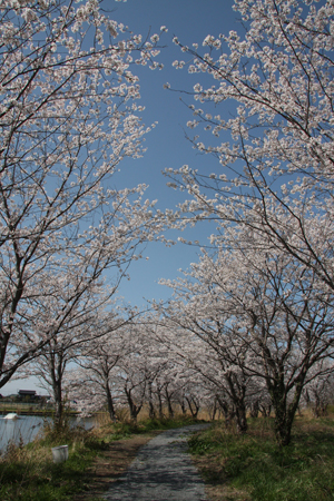 吉野公園 桜の画像