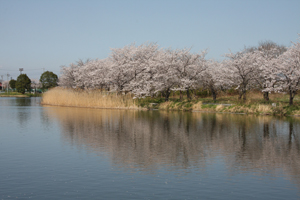 吉野公園 桜01の画像