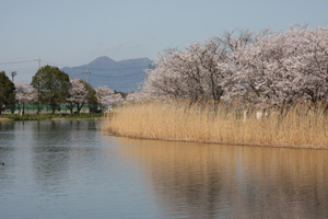 吉野公園 桜02の画像
