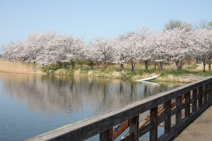 吉野公園 桜03の画像