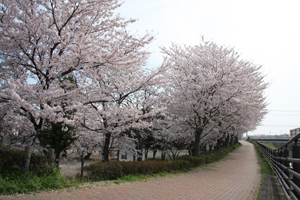 御城公園 桜小の画像