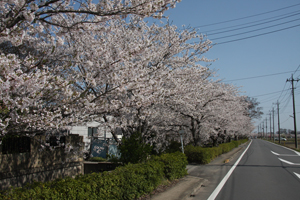 三坂新田 桜01の画像