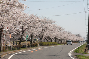 三坂新田 桜02の画像