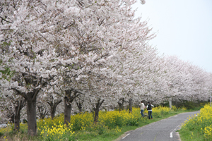 小貝川 桜堤の画像