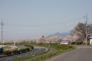 水海道ロードパーク 桜01の画像
