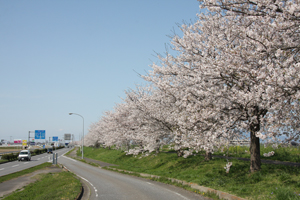 水海道ロードパーク 桜02の画像