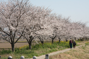 八間堀 桜堤01の画像