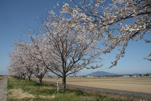 八間堀 桜堤02の画像