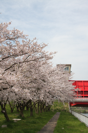 八間堀 水門 桜01の画像