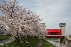 八間堀 水門 桜02の画像