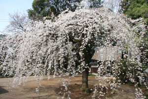 安養寺 シダレザクラの画像