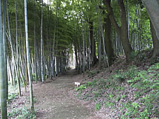 坂野家住宅：竹林